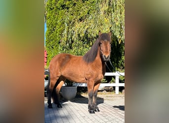 Islandshäst, Sto, 8 år, 144 cm, Brun