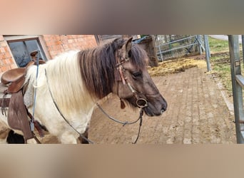 Islandshäst, Sto, 8 år, 144 cm, Pinto
