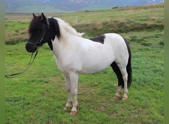 Islandshäst, Sto, 8 år, 144 cm, Tobiano-skäck-alla-färger