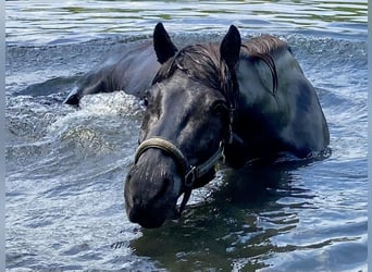 Islandshäst, Sto, 9 år, 134 cm, Svart