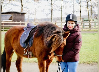 Islandshäst, Sto, 9 år, 136 cm, Brun