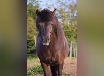 Islandshäst, Sto, 9 år, 140 cm, Brun