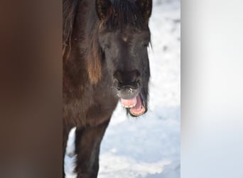 Islandshäst, Sto, 9 år, 140 cm, Brun