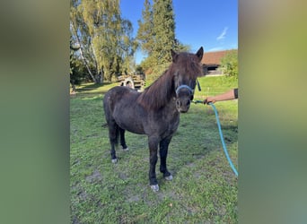 Islandpferd, Stute, 9 Jahre, 140 cm, Rappschimmel