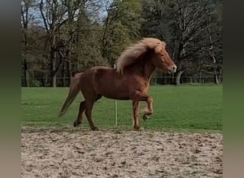 Islandshäst, Sto, 9 år, 141 cm, fux