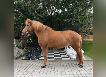 Islandpferd, Stute, 9 Jahre, 142 cm, Fuchs