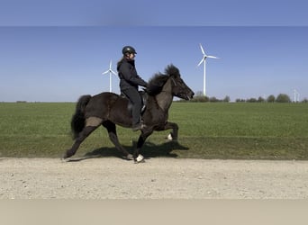 Islandshäst, Sto, 9 år, 142 cm, Svart