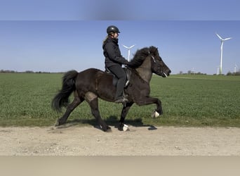 Islandshäst, Sto, 9 år, 142 cm, Svart