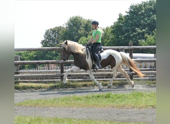 Islandshäst, Sto, 9 år, 145 cm, Pinto