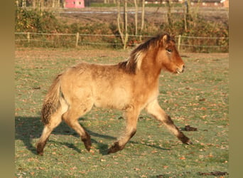 Islandshäst, Sto, Föl (07/2023), 138 cm, Brunskimmel