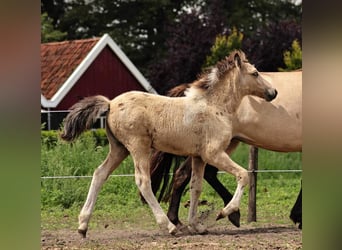 Islandshäst, Sto, Föl (05/2023), 140 cm, Pinto