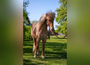 Islandshäst, Valack, 10 år, 138 cm, Ljusbrun