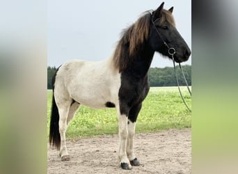 Islandshäst, Valack, 10 år, 138 cm, Pinto