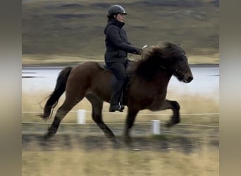 Islandshäst, Valack, 10 år, 140 cm, Brun