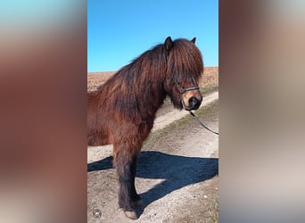 Islandshäst, Valack, 10 år, 140 cm, Mörkbrun