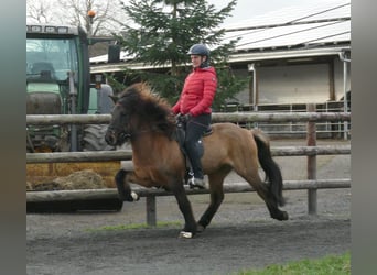Islandshäst, Valack, 11 år, 140 cm, Black