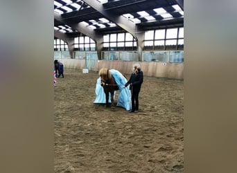 Islandshäst, Valack, 11 år, 141 cm, fux