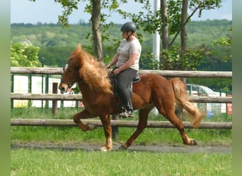 Islandshäst, Valack, 11 år, 142 cm, fux