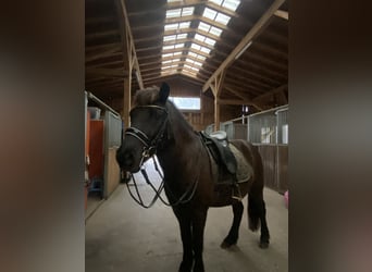 Islandshäst, Valack, 11 år, 145 cm, Brun