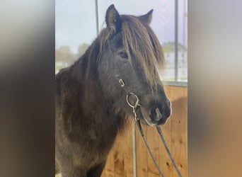 Islandshäst, Valack, 12 år, 137 cm