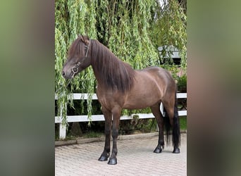 Islandshäst, Valack, 12 år, 137 cm