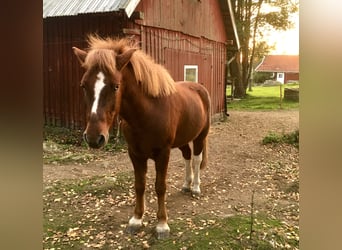 Islandshäst, Valack, 12 år, 138 cm, Fux