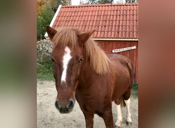 Islandshäst, Valack, 12 år, 138 cm, Fux