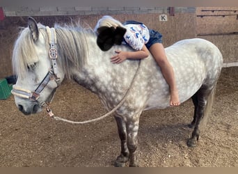 Islandshäst, Valack, 12 år, 139 cm, Gråskimmel
