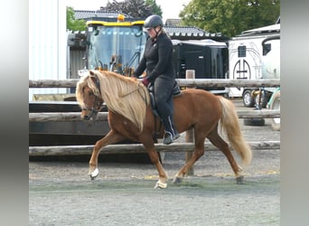 Islandshäst, Valack, 12 år, 140 cm, fux