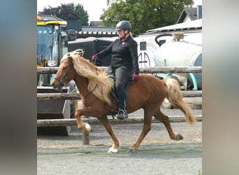 Islandshäst, Valack, 12 år, 140 cm, fux