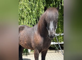 Islandpferd, Wallach, 12 Jahre, 142 cm, Rappe