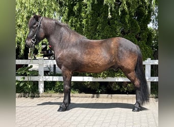 Islandpferd, Wallach, 12 Jahre, 142 cm, Rappe