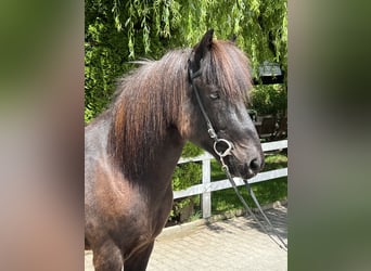 Islandpferd, Wallach, 12 Jahre, 142 cm, Rappe