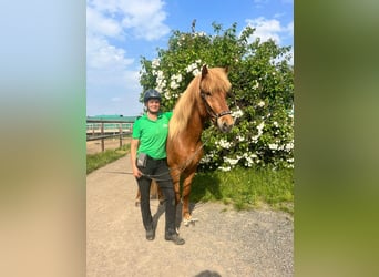 Islandshäst, Valack, 12 år, 155 cm, fux