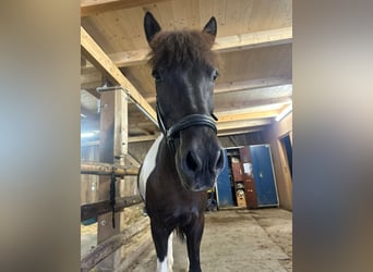 Islandshäst, Valack, 13 år, 145 cm, Pinto