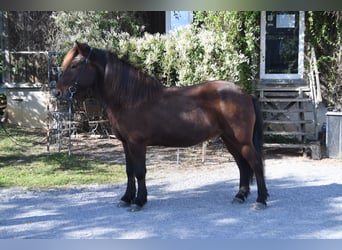 Islandshäst, Valack, 14 år, 147 cm, Brun