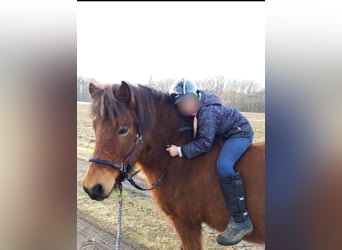 Islandshäst, Valack, 15 år, 135 cm, Brun