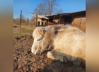 Islandshäst, Valack, 16 år, 144 cm, Grå