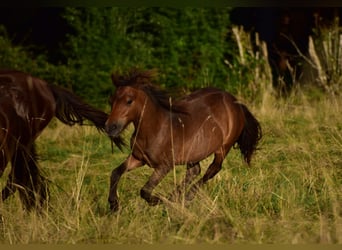 Islandshäst Blandning, Valack, 1 år, Mörkbrun
