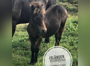 Islandshäst Blandning, Valack, 1 år, Mörkbrun