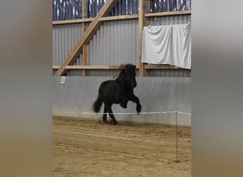 Islandshäst, Valack, 1 år, Svart