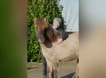 Islandshäst, Valack, 2 år, 139 cm, Black