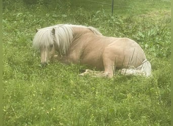 Islandshäst, Valack, 2 år, 140 cm, Ljusbrun