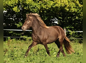Islandshäst, Valack, 2 år, 140 cm, Pärla