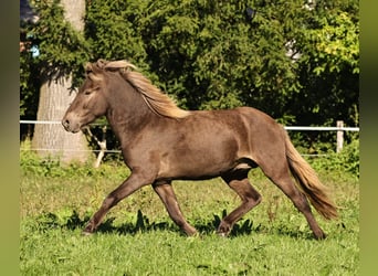 Islandshäst, Valack, 2 år, 140 cm, Pärla