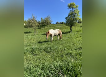 Islandshäst Blandning, Valack, 2 år, 160 cm, Pinto