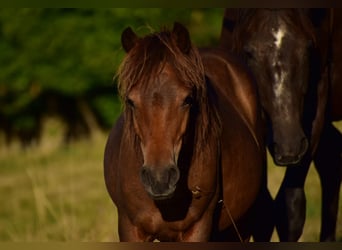 Islandshäst Blandning, Valack, 2 år, Mörkbrun