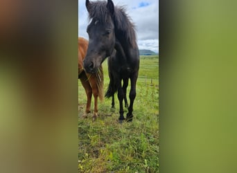 Islandshäst, Valack, 3 år, 136 cm, Svart