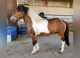 Islandshäst, Valack, 3 år, 140 cm