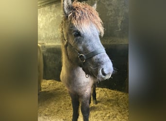 Islandshäst, Valack, 3 år, Grå-mörk-brun